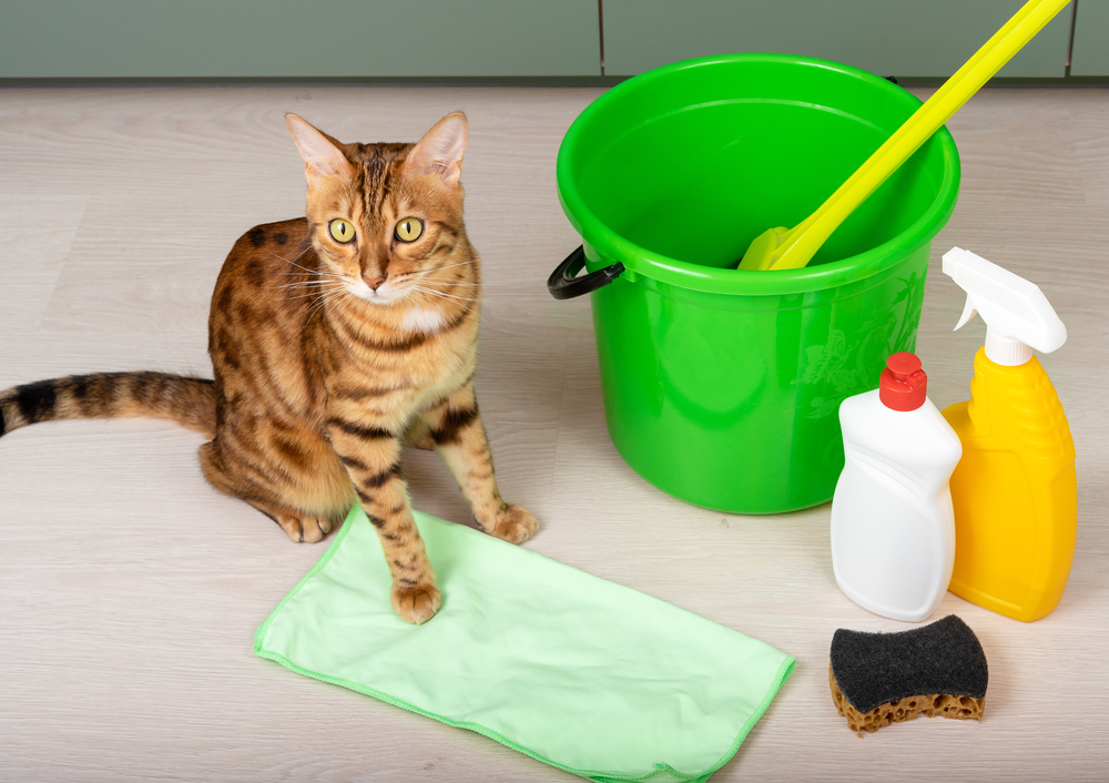 leading house cleaner in dayton, oh